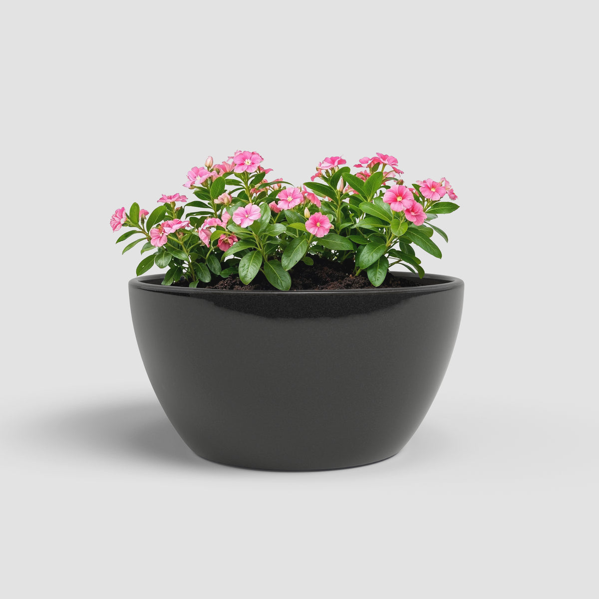 Emília - Brio Bowl