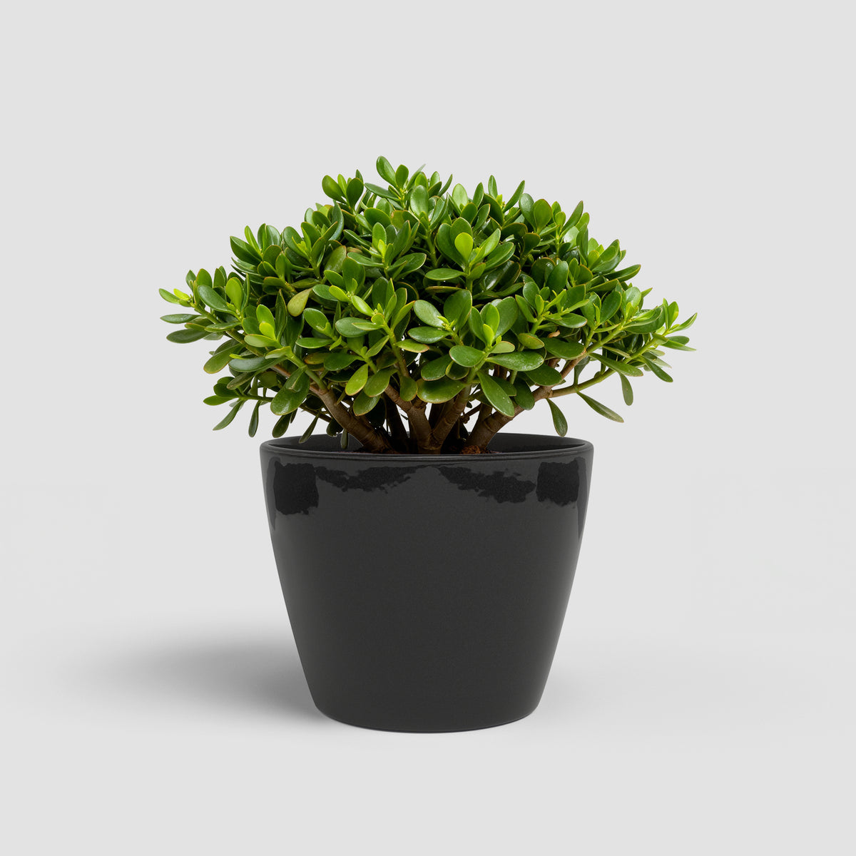 Emília - Brio Pot