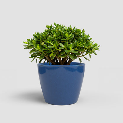 Emília - Brio Pot