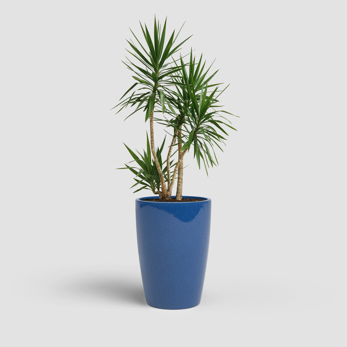 Emilia - Brio High Pot