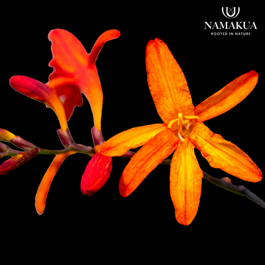 Crocosmia aurea - 10 bulbs p-pack
