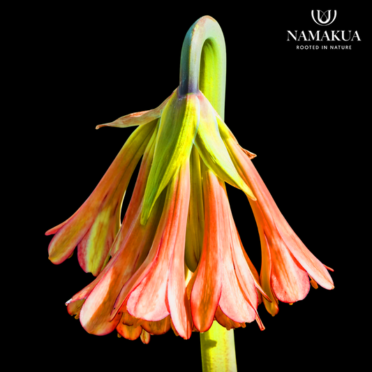 Cyrtanthus falcatus - 5 bulbs p-pack