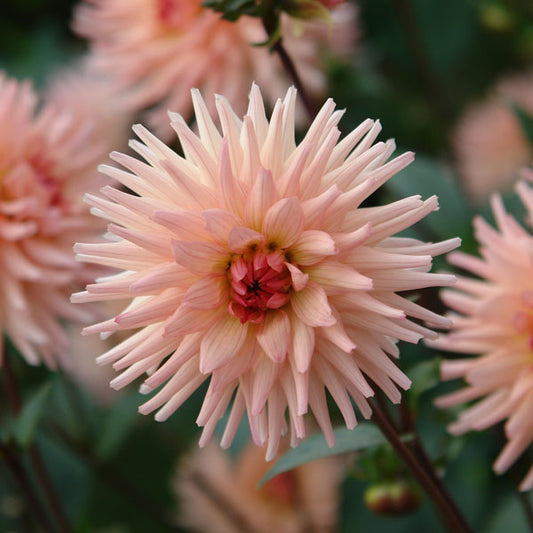 Dahlia Cactus - Preference - 1 bulb p-pack (6062)