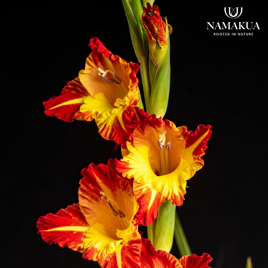 Gladiolus dalenii - 10 bulbs p-pack