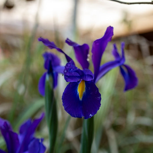 Dutch Iris - Dark Blue - 25 bulbs p-pack (10)