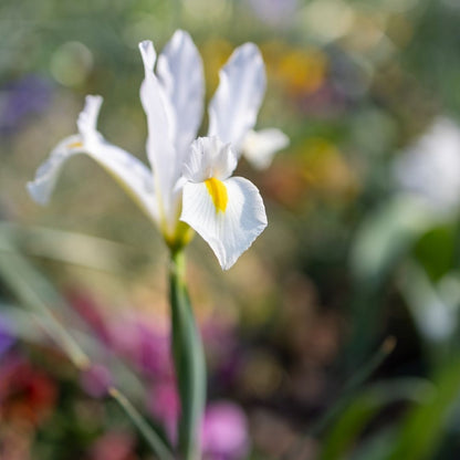 Dutch Iris - White - 25 bulbs p-pack (7)