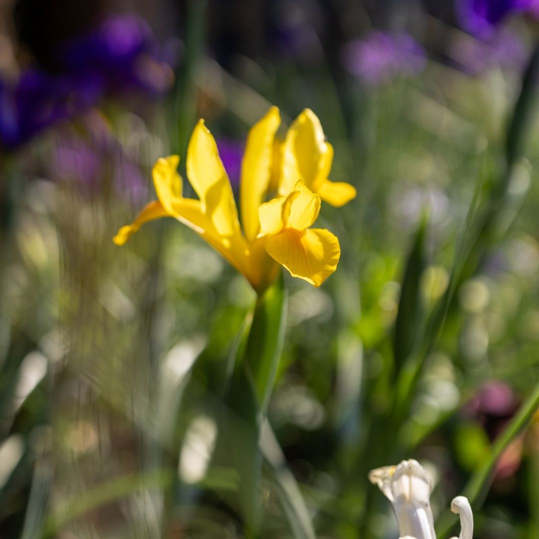 Dutch Iris - Yellow - 25 bulbs p-pack (8)