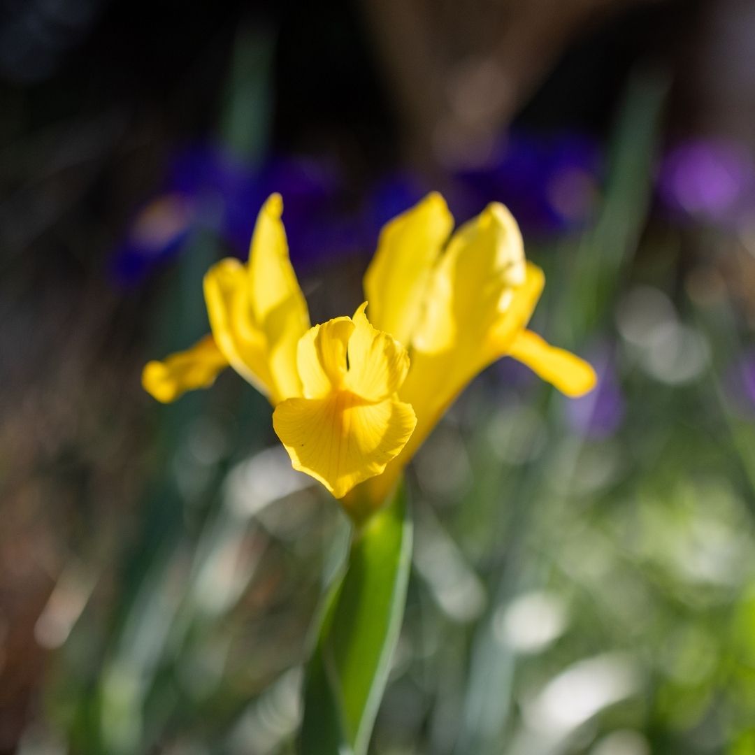 Dutch Iris - Yellow - 25 bulbs p-pack (8)