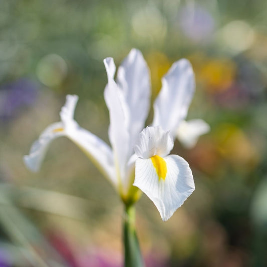 Dutch Iris - White - 25 bulbs p-pack (7)