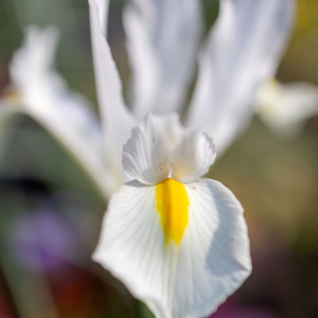 Dutch Iris - White - 25 bulbs p-pack (7)