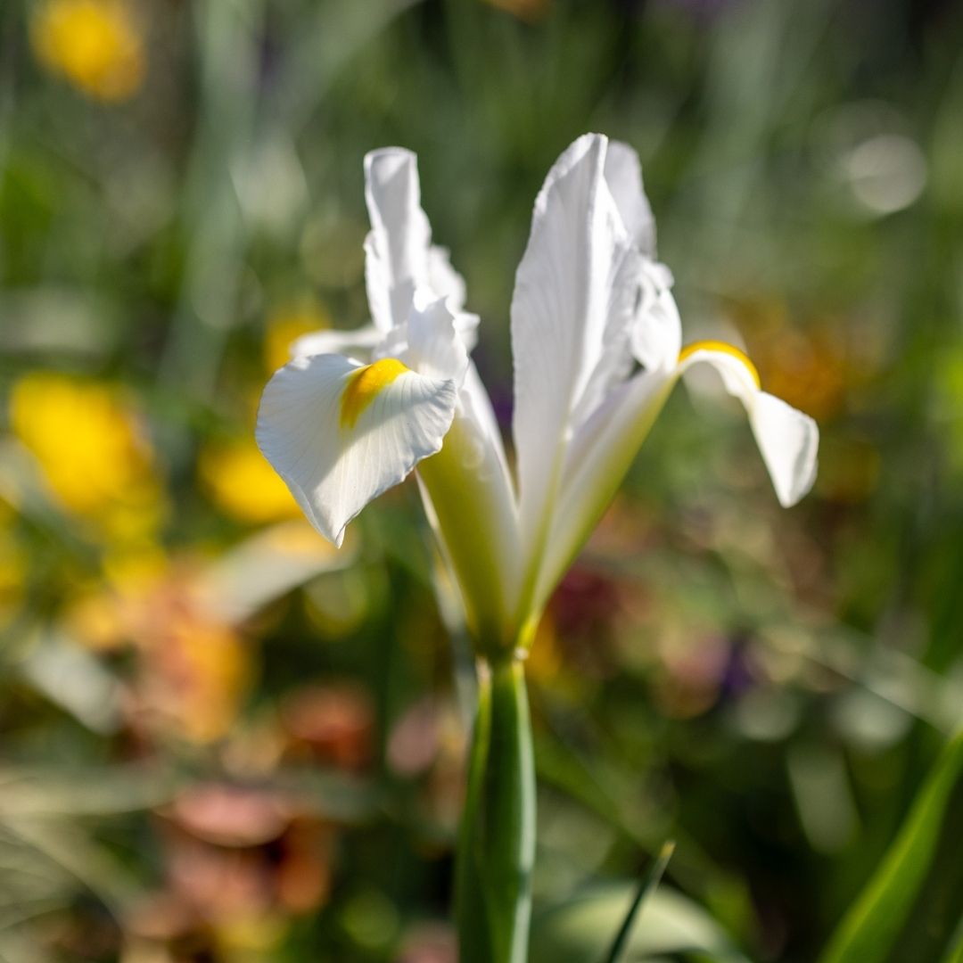 Dutch Iris - White - 25 bulbs p-pack (7)