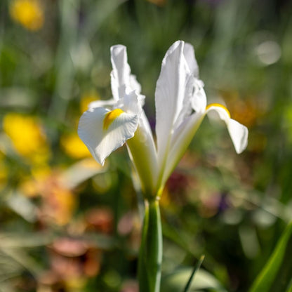 Dutch Iris - White - 25 bulbs p-pack (7)