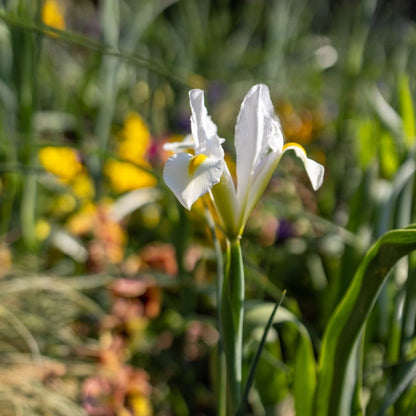 Dutch Iris - White - 25 bulbs p-pack (7)