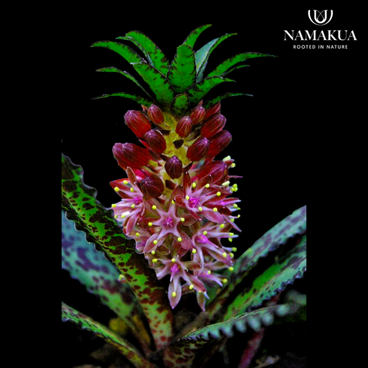 Eucomis vandermerwei - 5 bulbs p-pack