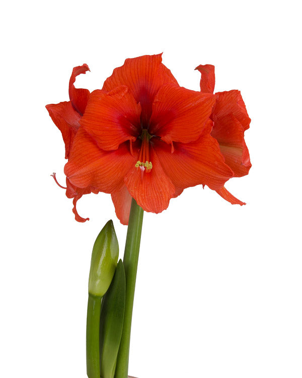 Amaryllis Symphony Single - Gold Medal™  - 1 bulb p-pack (320)