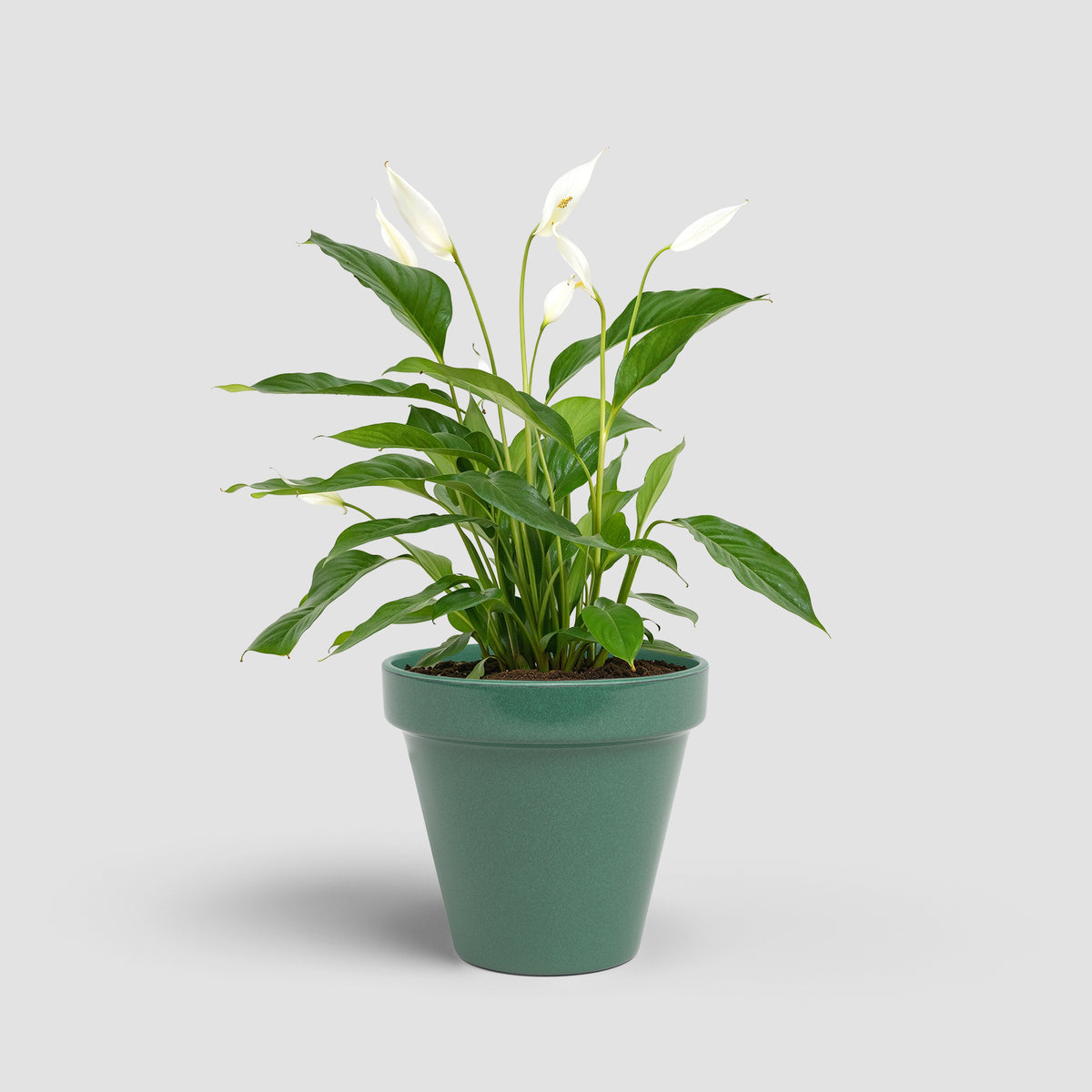 Amalia - Brio Pot