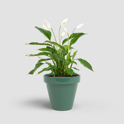 Amalia - Brio Pot