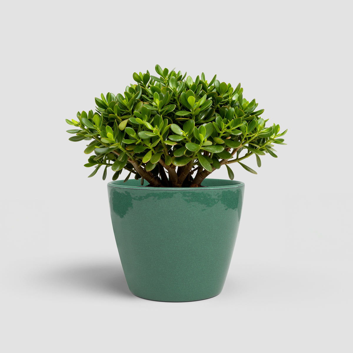 Emília - Brio Pot