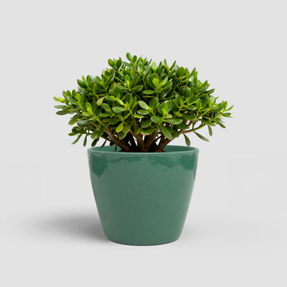 Emília - Brio Pot