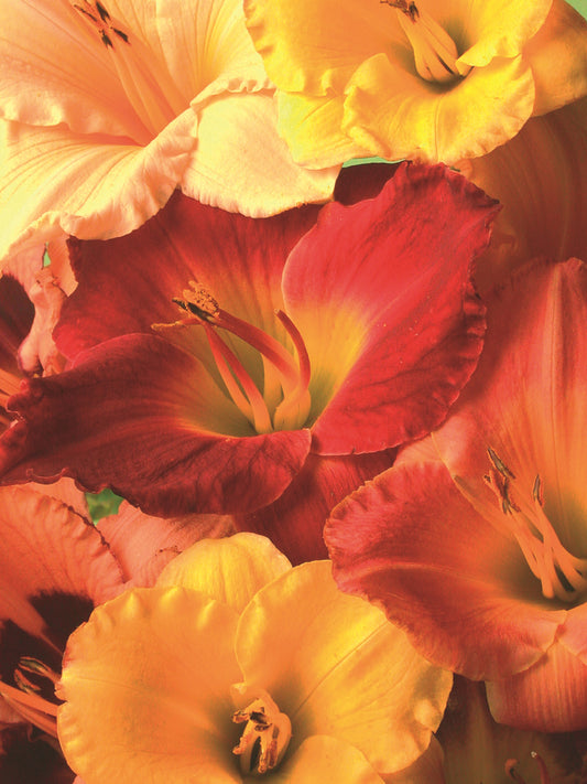 Hemerocallis Day Lilies - Mixed - 4 bulbs p-pack (4158)