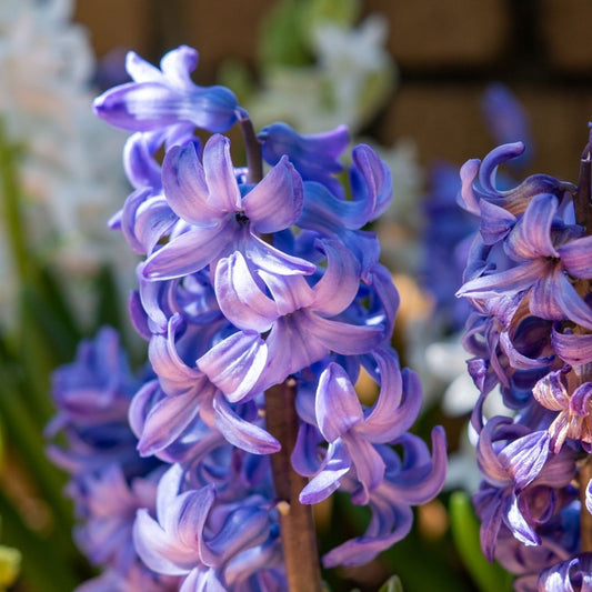 Hyacinths Blue - 5 bulbs p-pack (1370)
