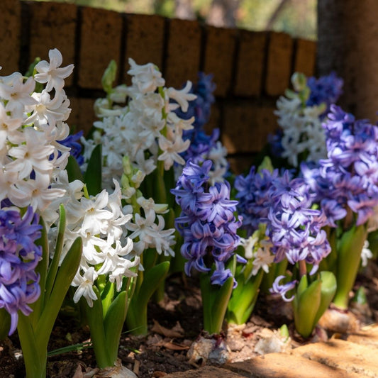 Hyacinths Assorted - Blue and White - 9 bulbs p-pack (1909)