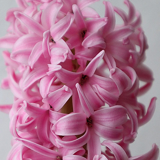 Hyacinths - Pink - 3 bulbs p-pack (501)