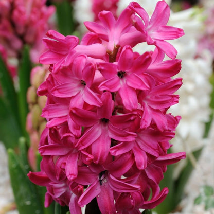 Hyacinths - Red - 3 bulbs p-pack (500)