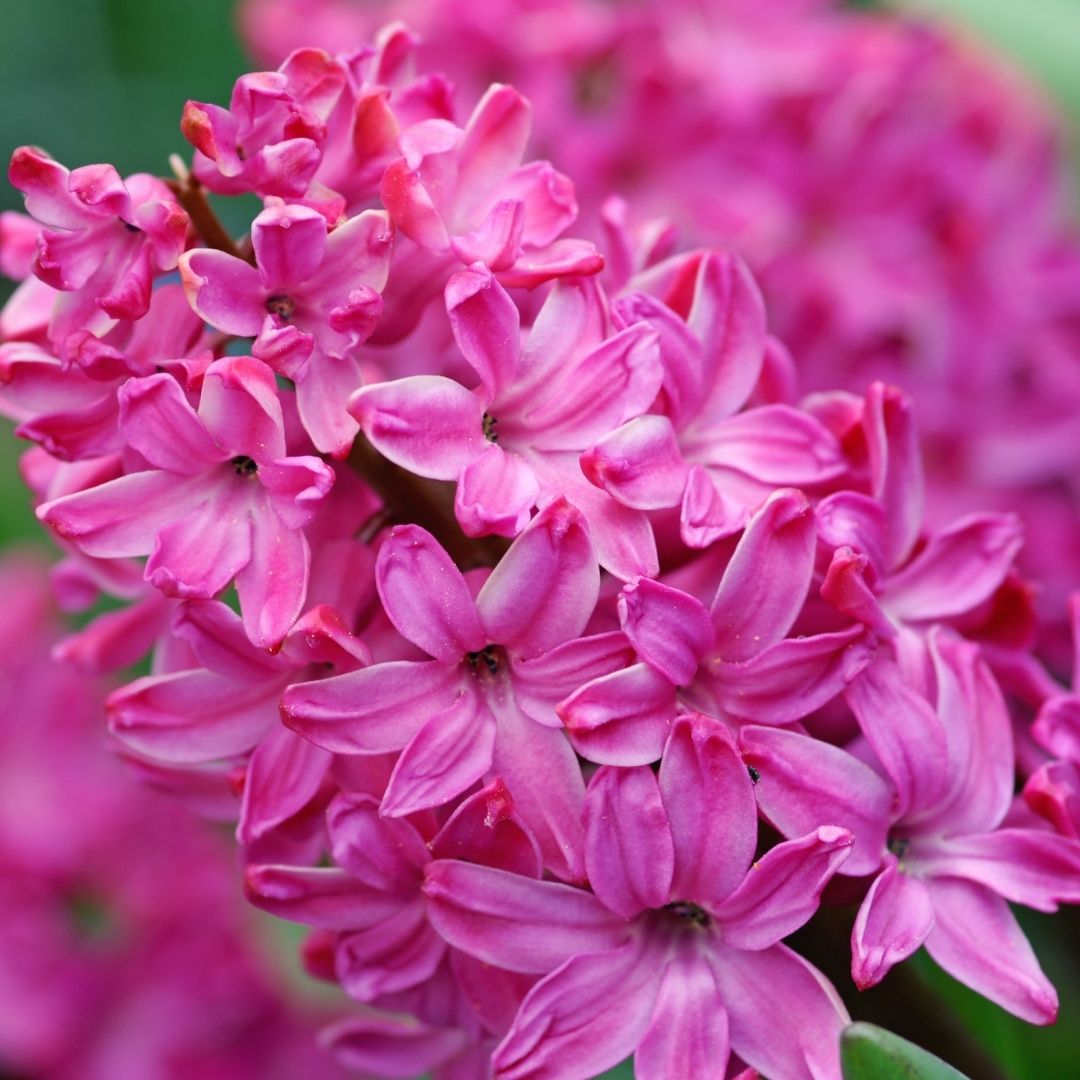 Hyacinths - Red - 3 bulbs p-pack (500)