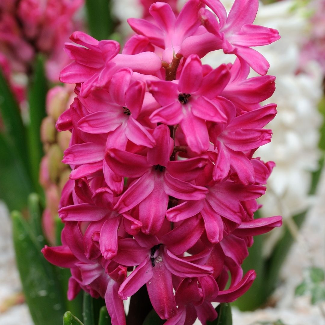 Hyacinths - Red - 3 bulbs p-pack (500)