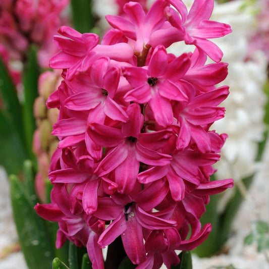 Hyacinths - Red - 3 bulbs p-pack (500)