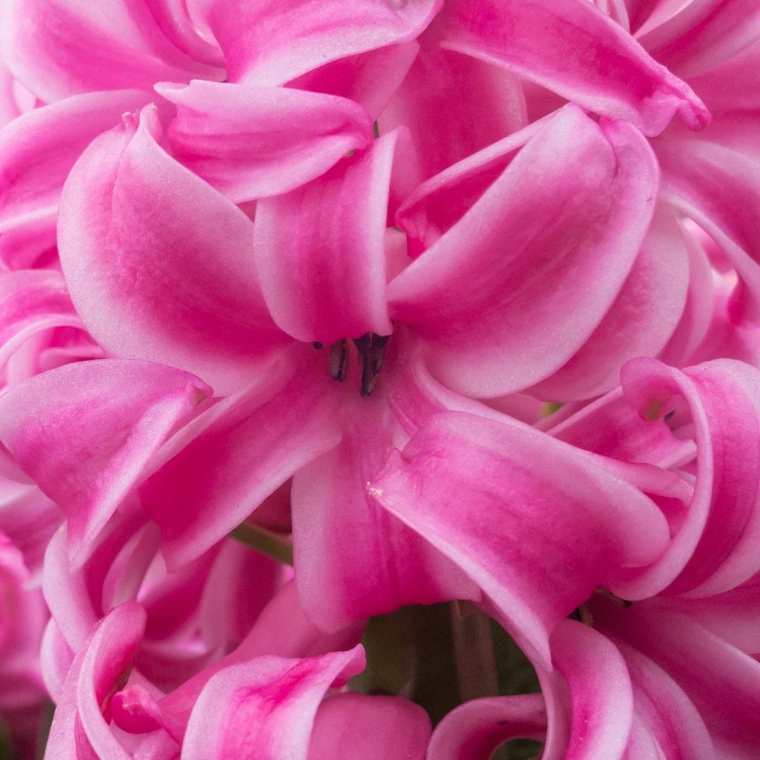 Hyacinths - Red - 3 bulbs p-pack (500)