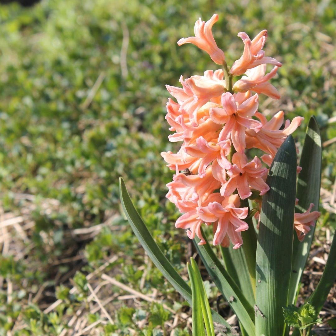 Hyacinths - Orange- 3 bulbs p-pack (499)