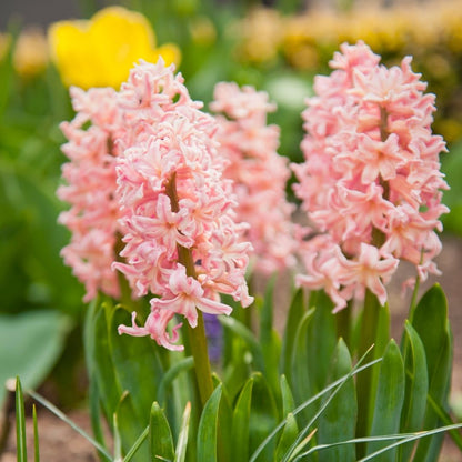 Hyacinths - Orange- 3 bulbs p-pack (499)