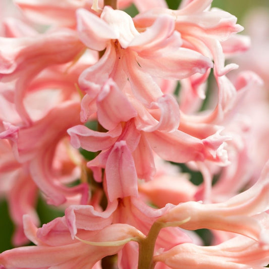 Hyacinths - Orange- 3 bulbs p-pack (499)