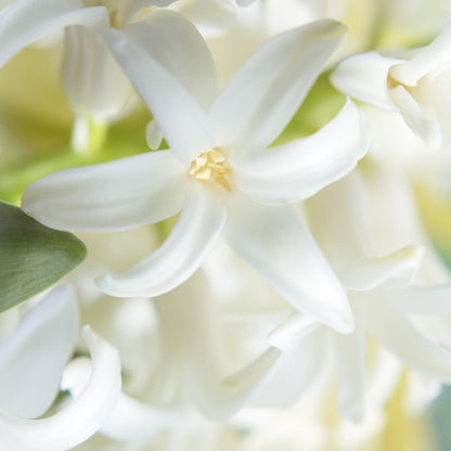 Hyacinths - White - 5 bulbs p-pack (1310)