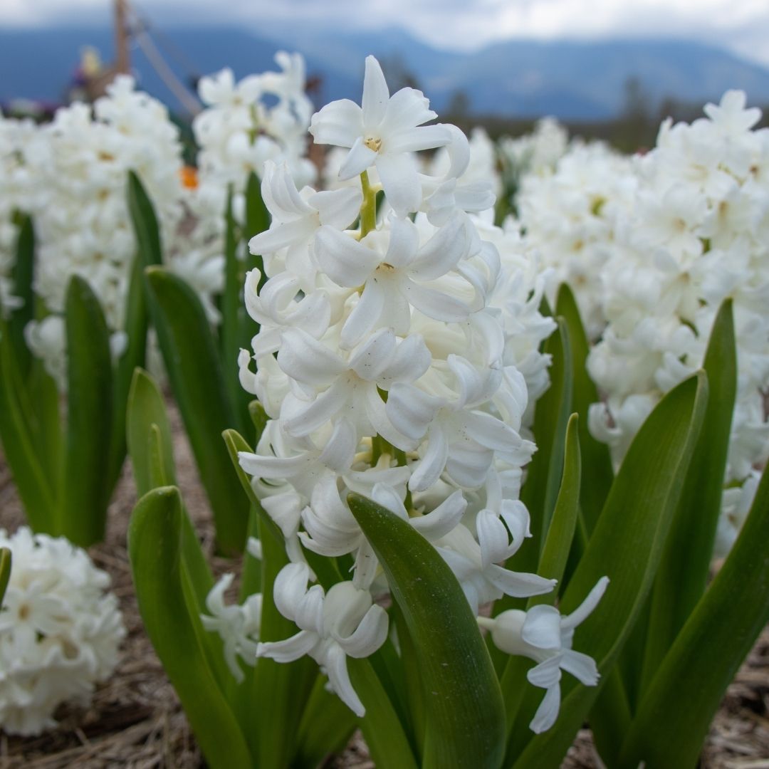 Hyacinths - White - 5 bulbs p-pack (1310)