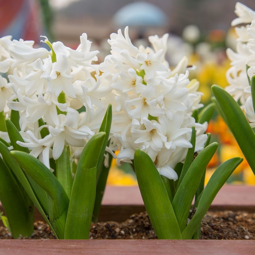 Hyacinths - White - 5 bulbs p-pack (1310)
