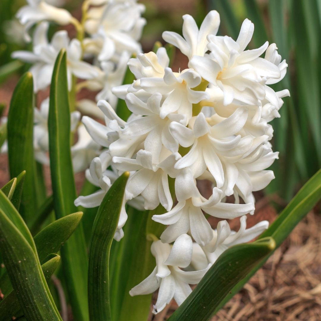 Hyacinths - White - 5 bulbs p-pack (1310)