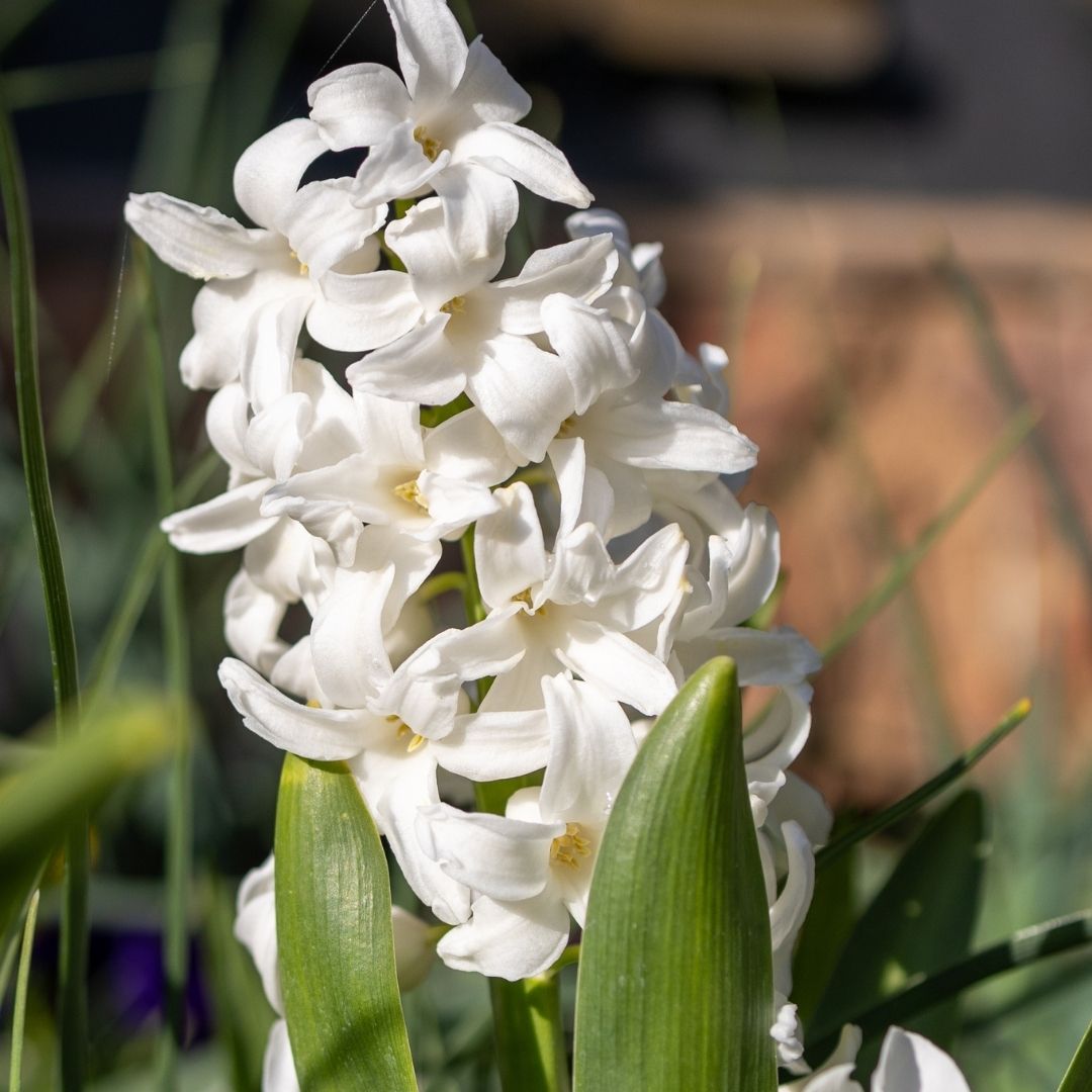 Hyacinths - White - 5 bulbs p-pack (1310)