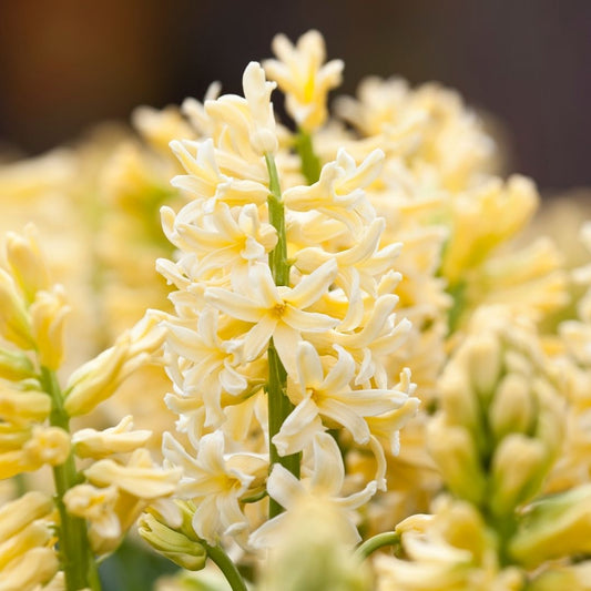 Hyacinths - Yellow - 3 bulbs p-pack (502)