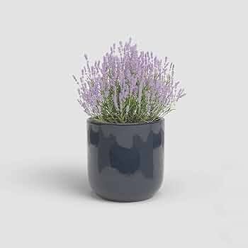 Jupiter Pot - Various Colours