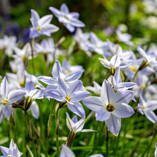 Ipheion Value Pack - 200 bulbs p-pack (24)