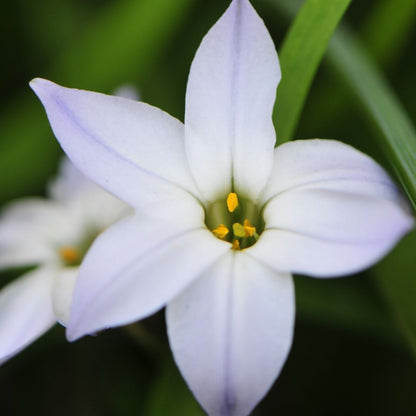 Ipheion Value Pack - 200 bulbs p-pack (24)