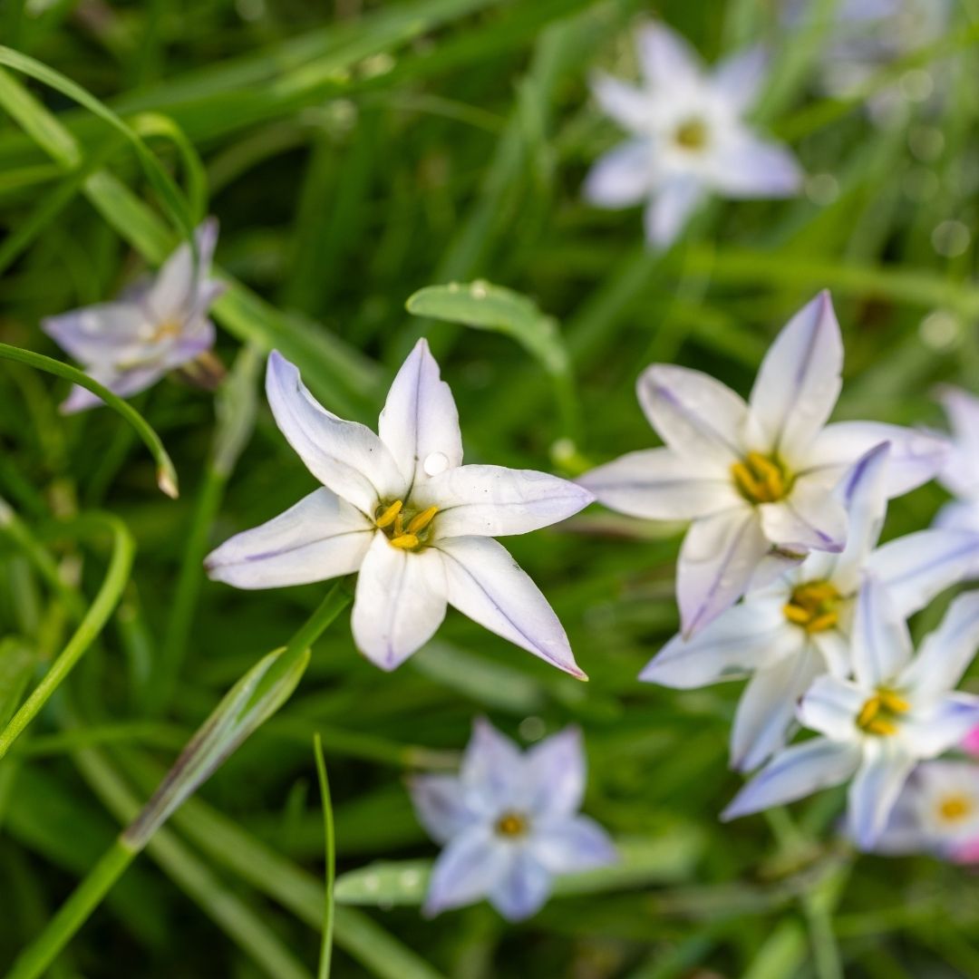 Ipheion Value Pack - 200 bulbs p-pack (24)