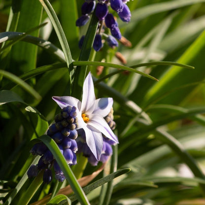 Ipheion Value Pack - 200 bulbs p-pack (24)