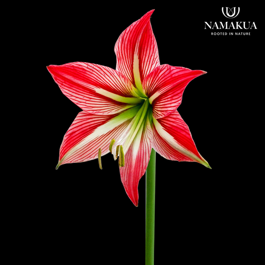 Hippeastrum johnsonii - 2 bulbs p-pack