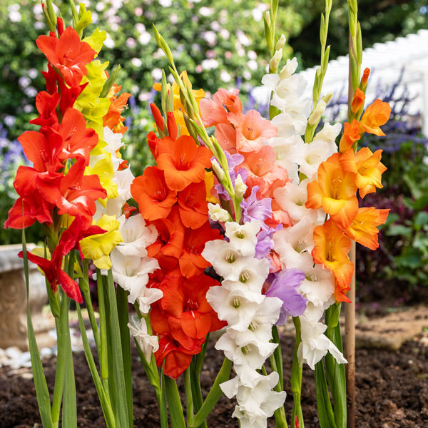 Gladioli - Mixed - 50 bulbs p-pack (111)