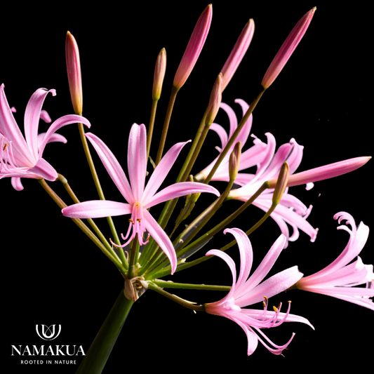 Nerine falcata - 10 bulbs p-pack