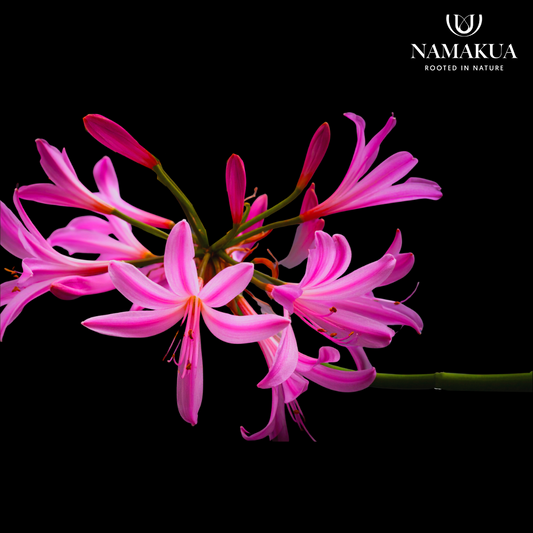 Nerine laticoma - 10 bulbs p-pack
